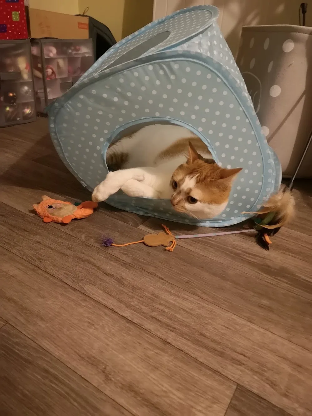 Fordham Boarding Cattery - Cambridgeshire pet otel görseli 2