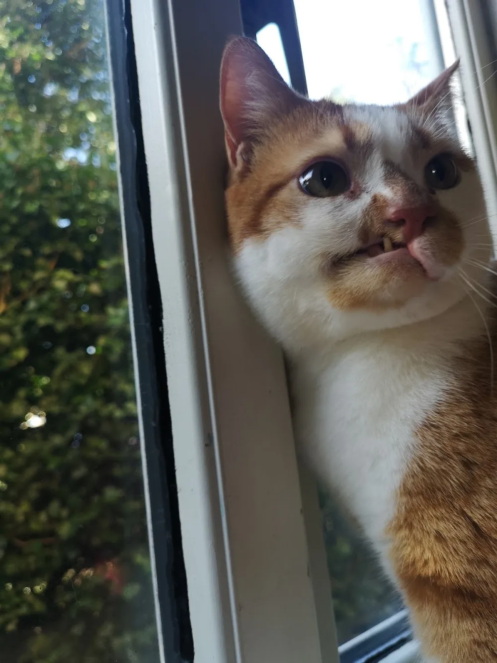 Fordham Boarding Cattery - Cambridgeshire pet otel görseli 3