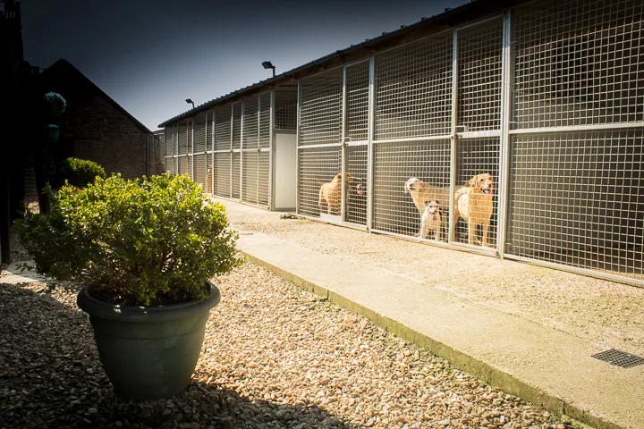 Gidding Grove Boarding Kennels & Cattery - Cambridgeshire pet otel görseli 4