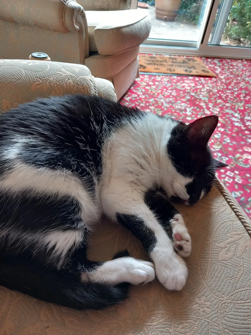 Lillyview Cat Hotel - Cambridgeshire pet otel görseli 3