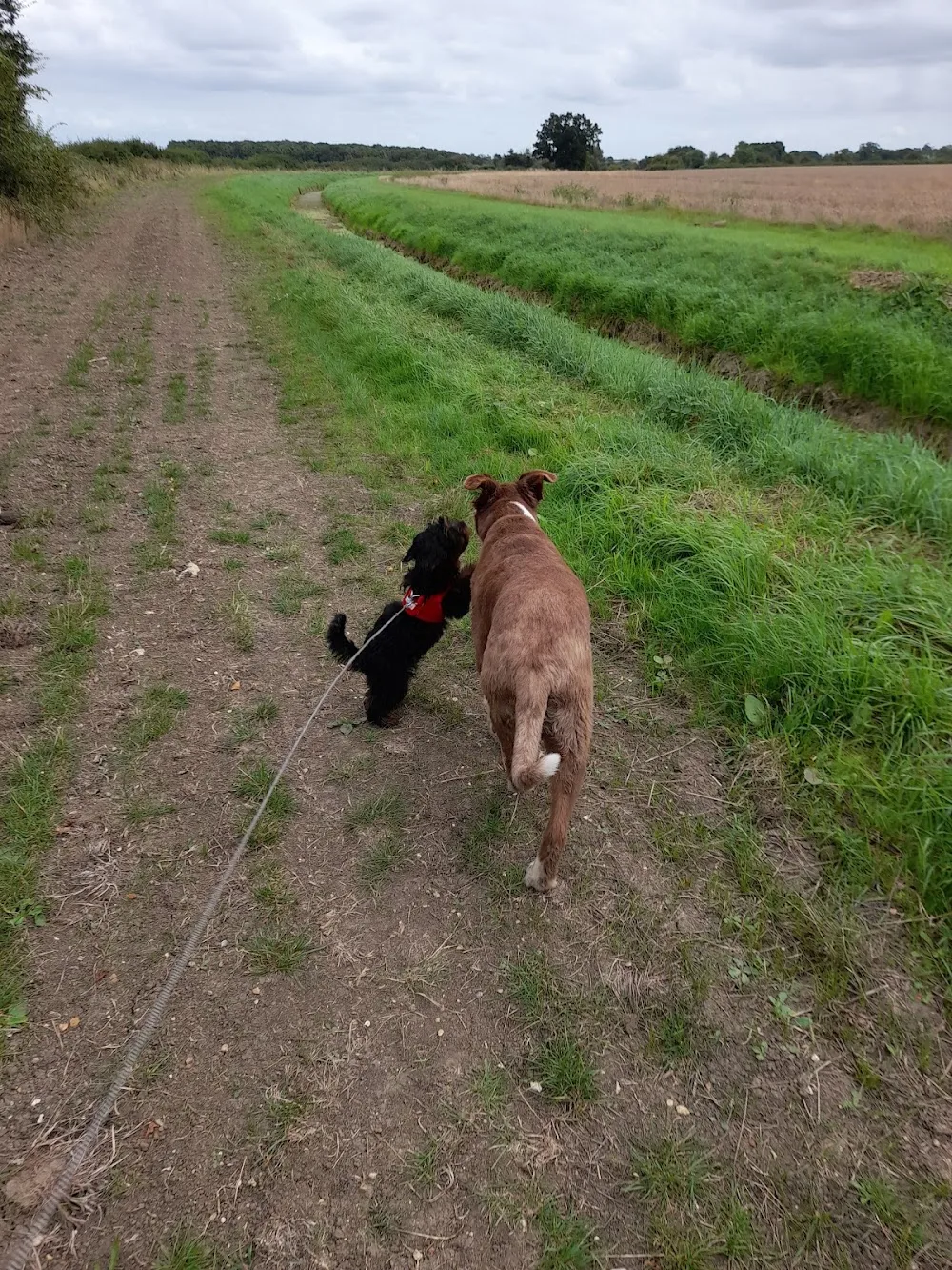 Little Critters Small Animal Boarding And Dog Walking - Cambridgeshire pet otel görseli 2