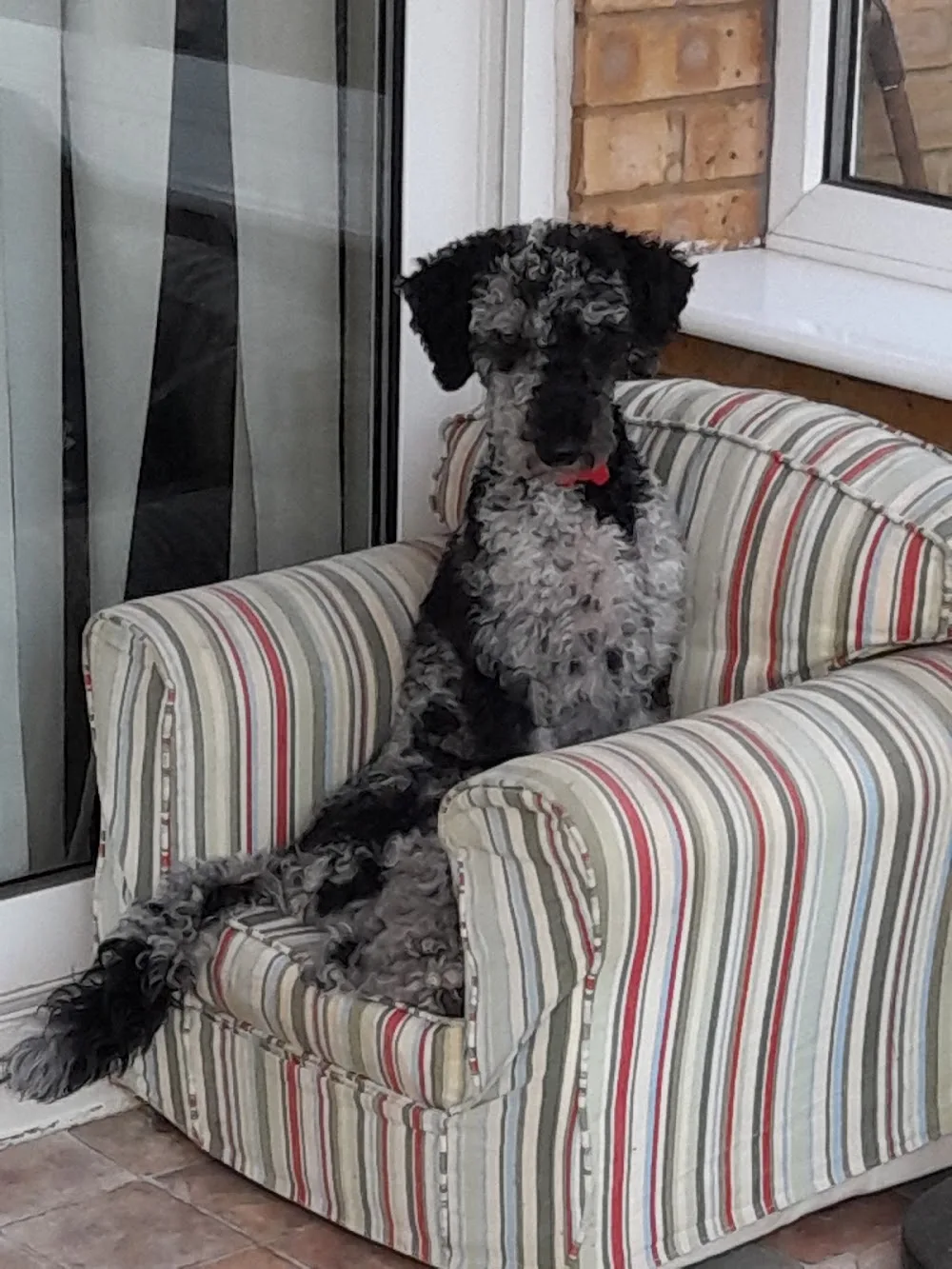 Little Critters Small Animal Boarding And Dog Walking - Cambridgeshire pet otel görseli 3