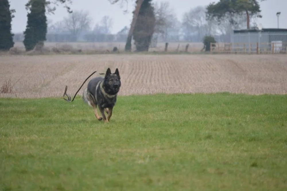Meow Bow Wow Day and Boarding Kennels - Cambridgeshire pet otel görseli 3