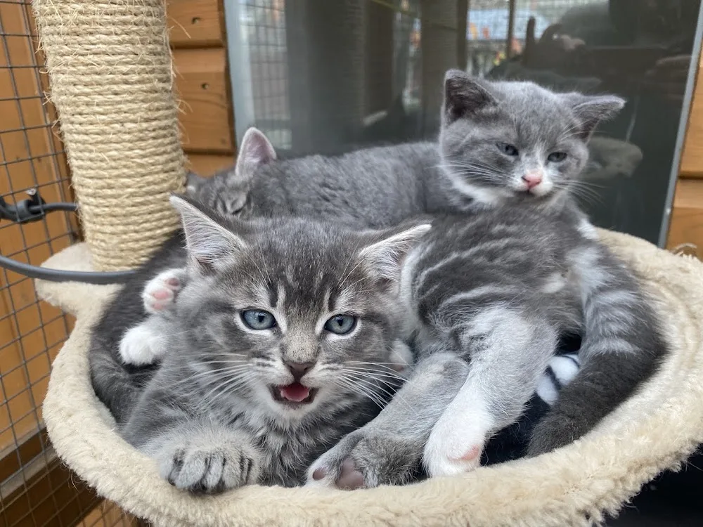 Meowtown Cattery - Cambridgeshire pet otel görseli 2