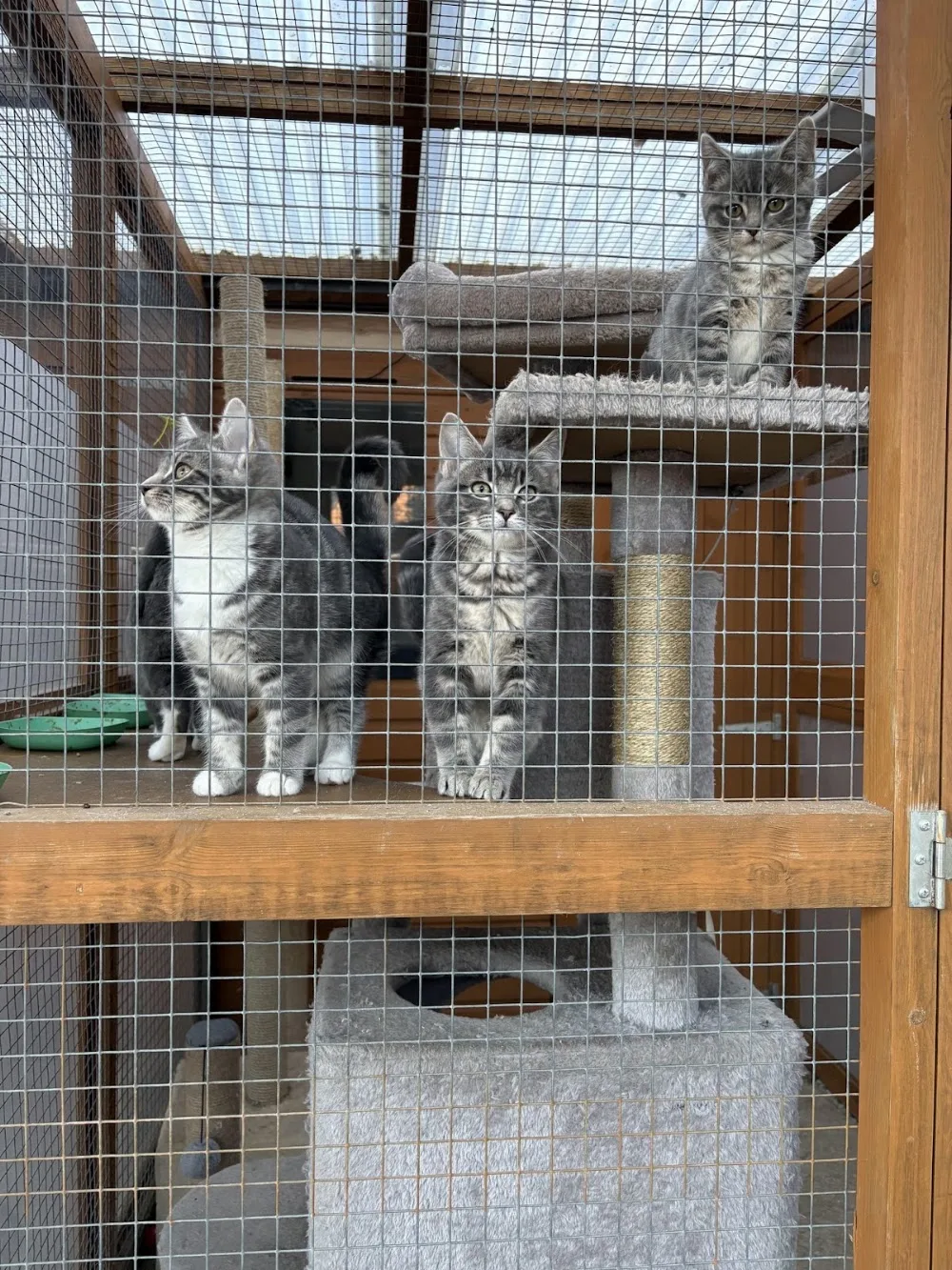 Meowtown Cattery - Cambridgeshire pet otel görseli 3
