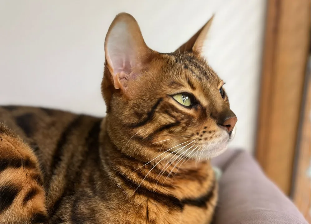 Newmarket Cattery - Cambridgeshire pet otel görseli 2