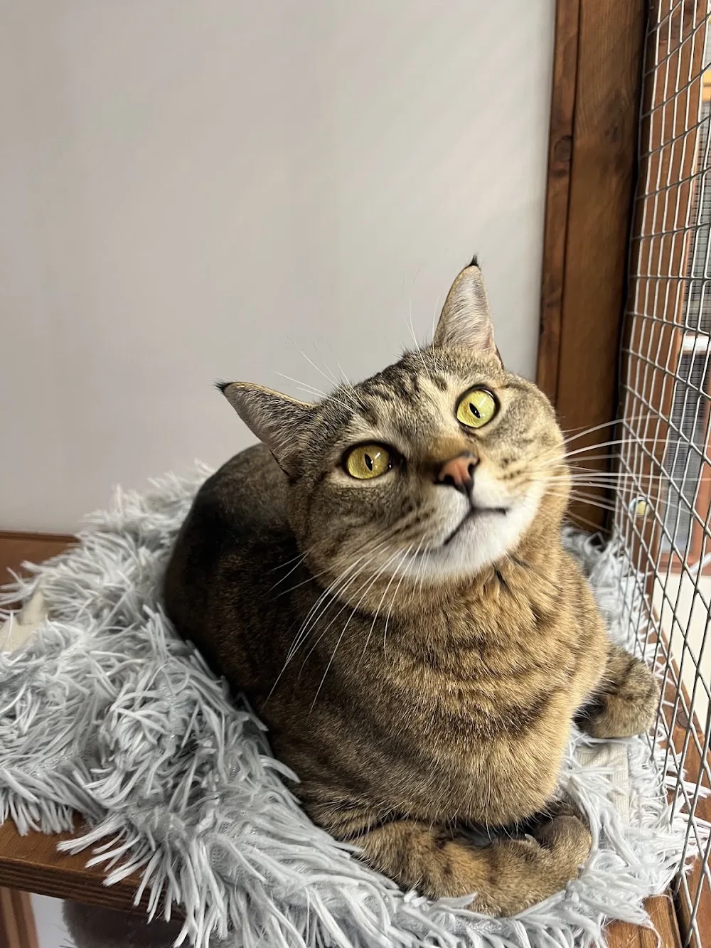 Newmarket Cattery - Cambridgeshire pet otel görseli 3