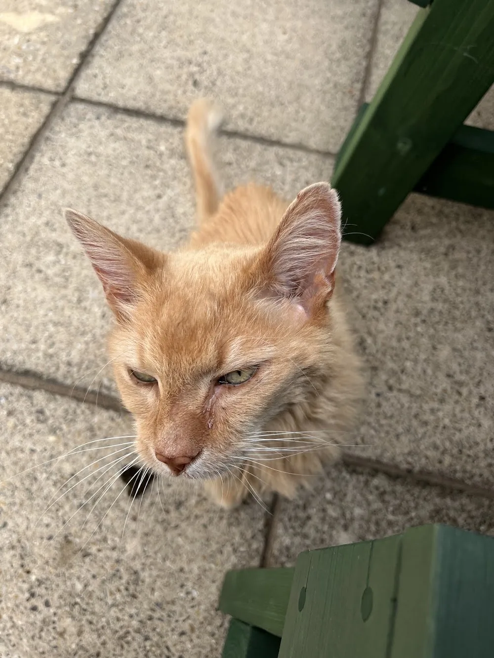 Precious Pets Motel - Cambridgeshire pet otel görseli 3