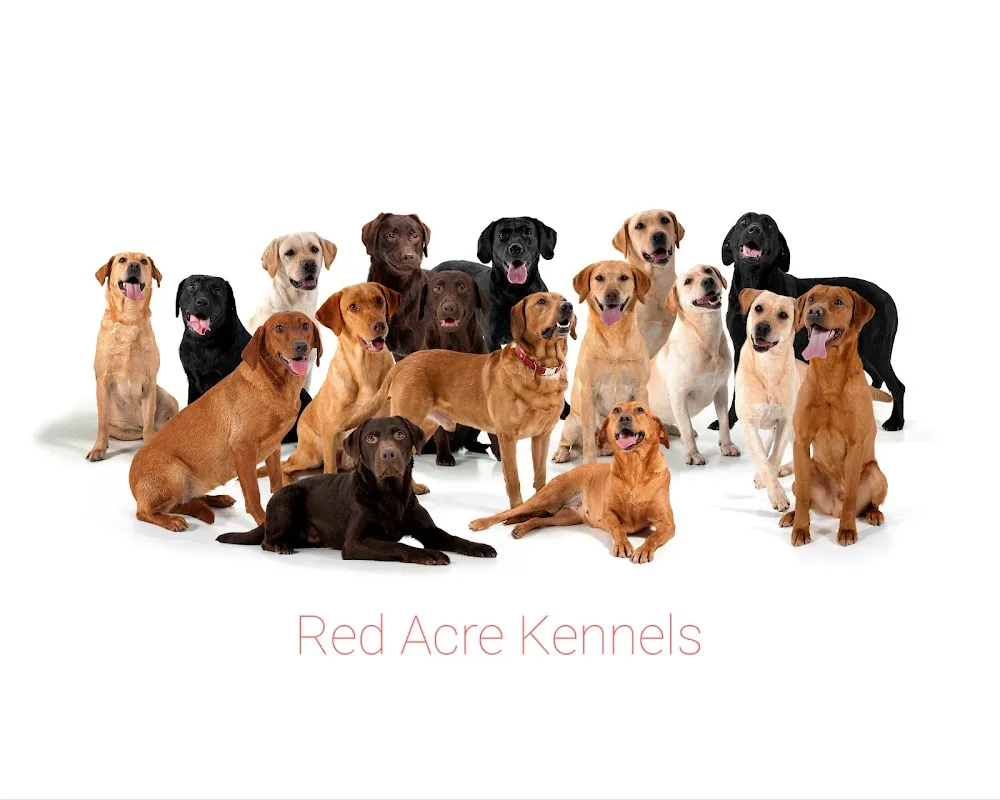 Red Acre Kennels - Cambridgeshire pet otel görseli 2