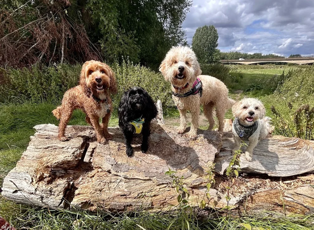 The Bee's Knees Pet Care - Cambridgeshire pet otel görseli 2