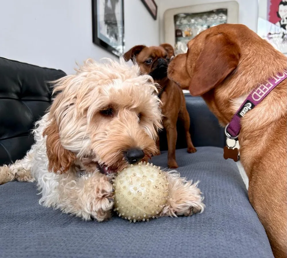 The Bee's Knees Pet Care - Cambridgeshire pet otel görseli 3