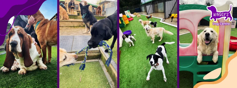 Waggy's Dog Boarding, Daycare and Grooming - Cambridgeshire pet otel