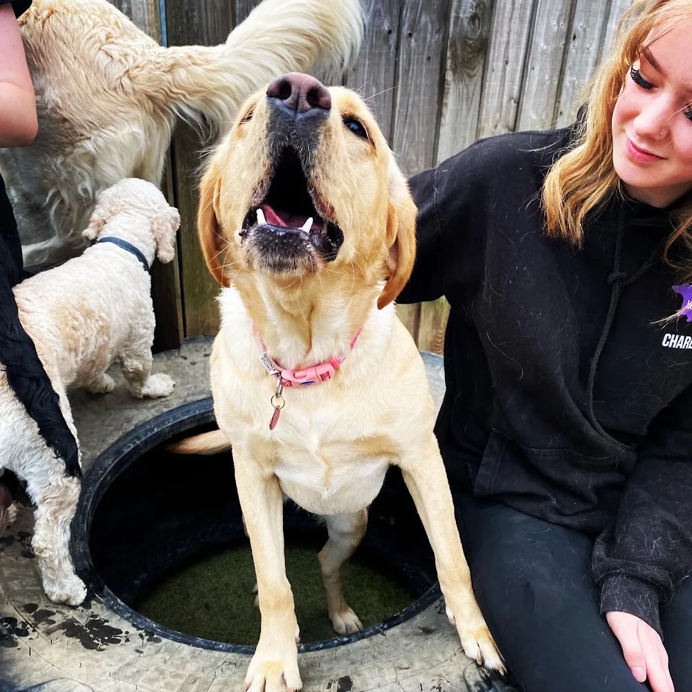 Waggy's Dog Boarding, Daycare and Grooming - Cambridgeshire pet otel görseli 3