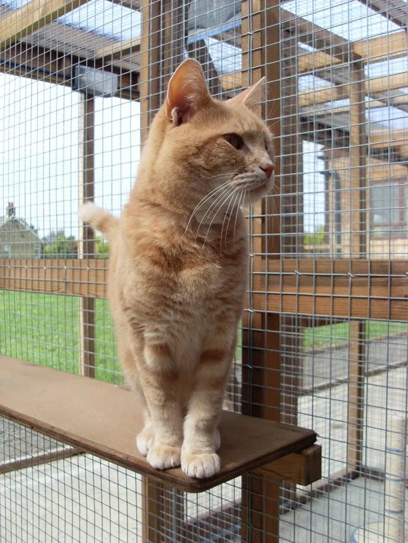 Warlows Meadow Boarding Cattery - Cambridgeshire pet otel görseli 3