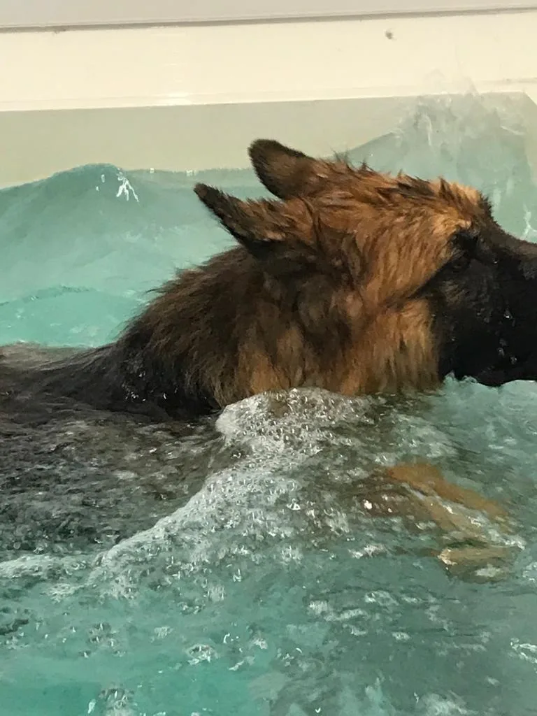 Westlodge Pet Hotel - Cambridgeshire pet otel görseli 4