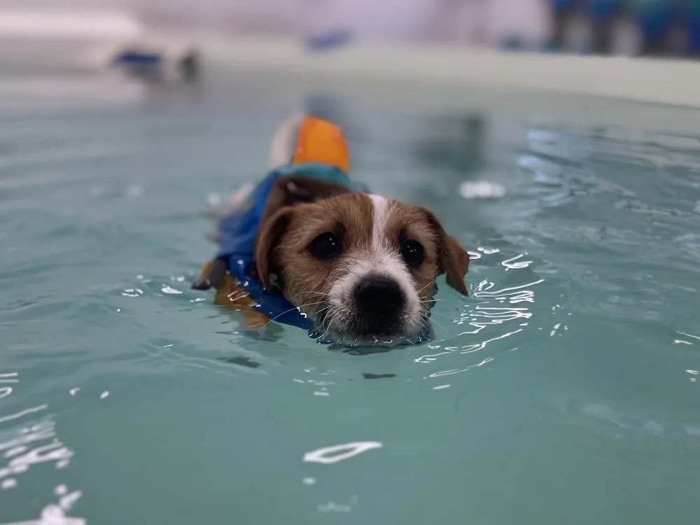 Westlodge Pet Hotel - Cambridgeshire pet otel görseli 5
