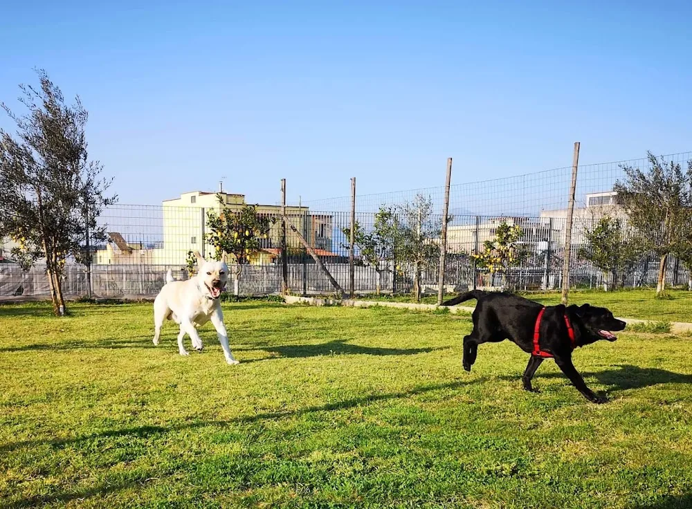Bau Bau Garden Dog Resort - Campania pet otel