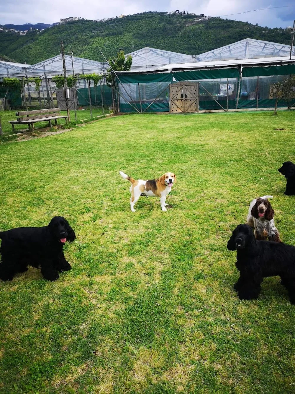 Bau Bau Garden Dog Resort - Campania pet otel görseli 3