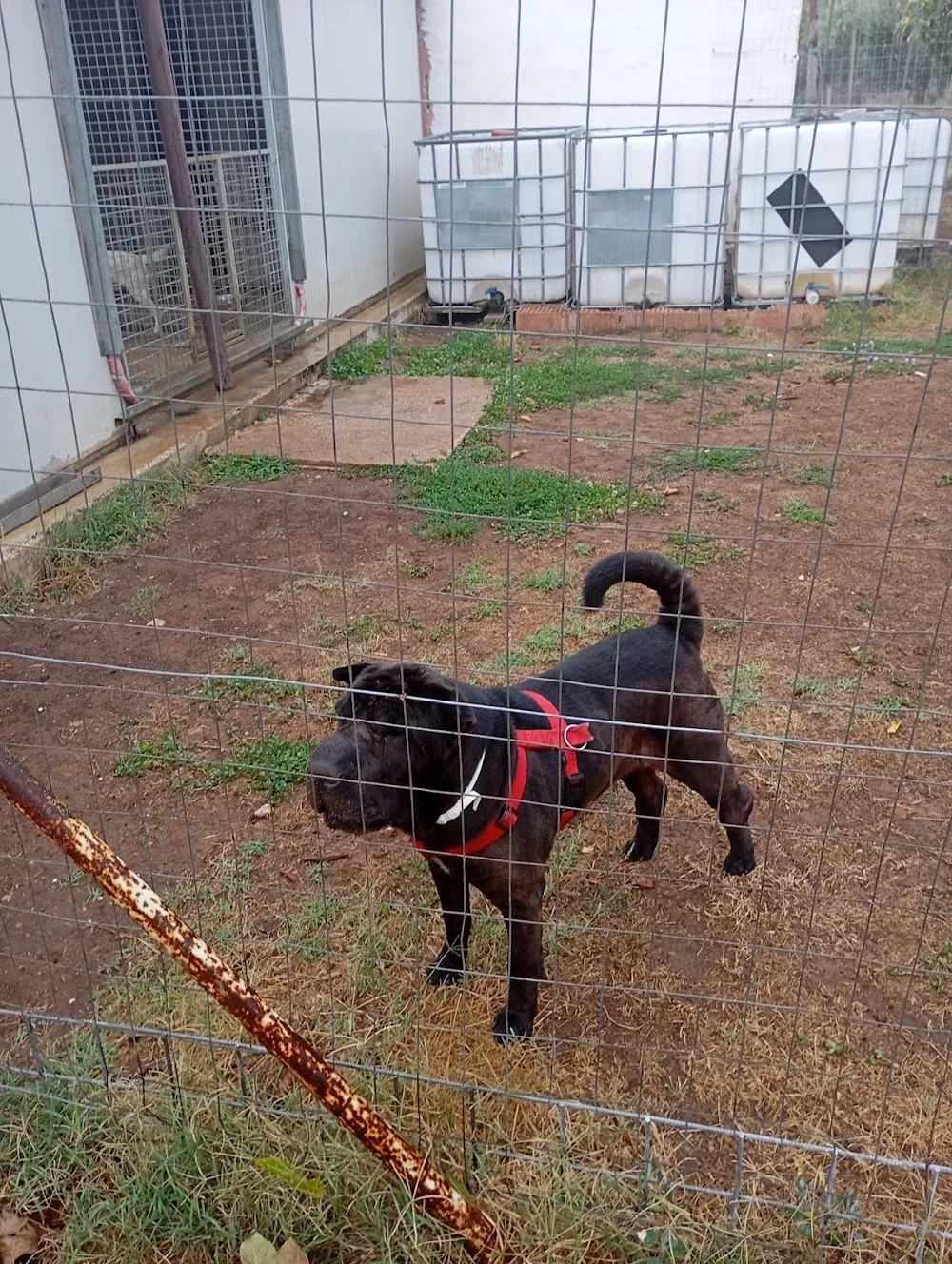Cane Village - Campania pet otel görseli 3