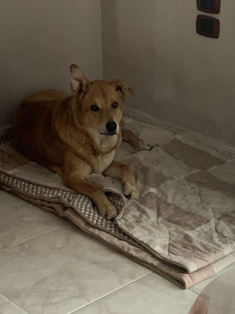 Fattoria Fusco Pensione per cani - Campania pet otel