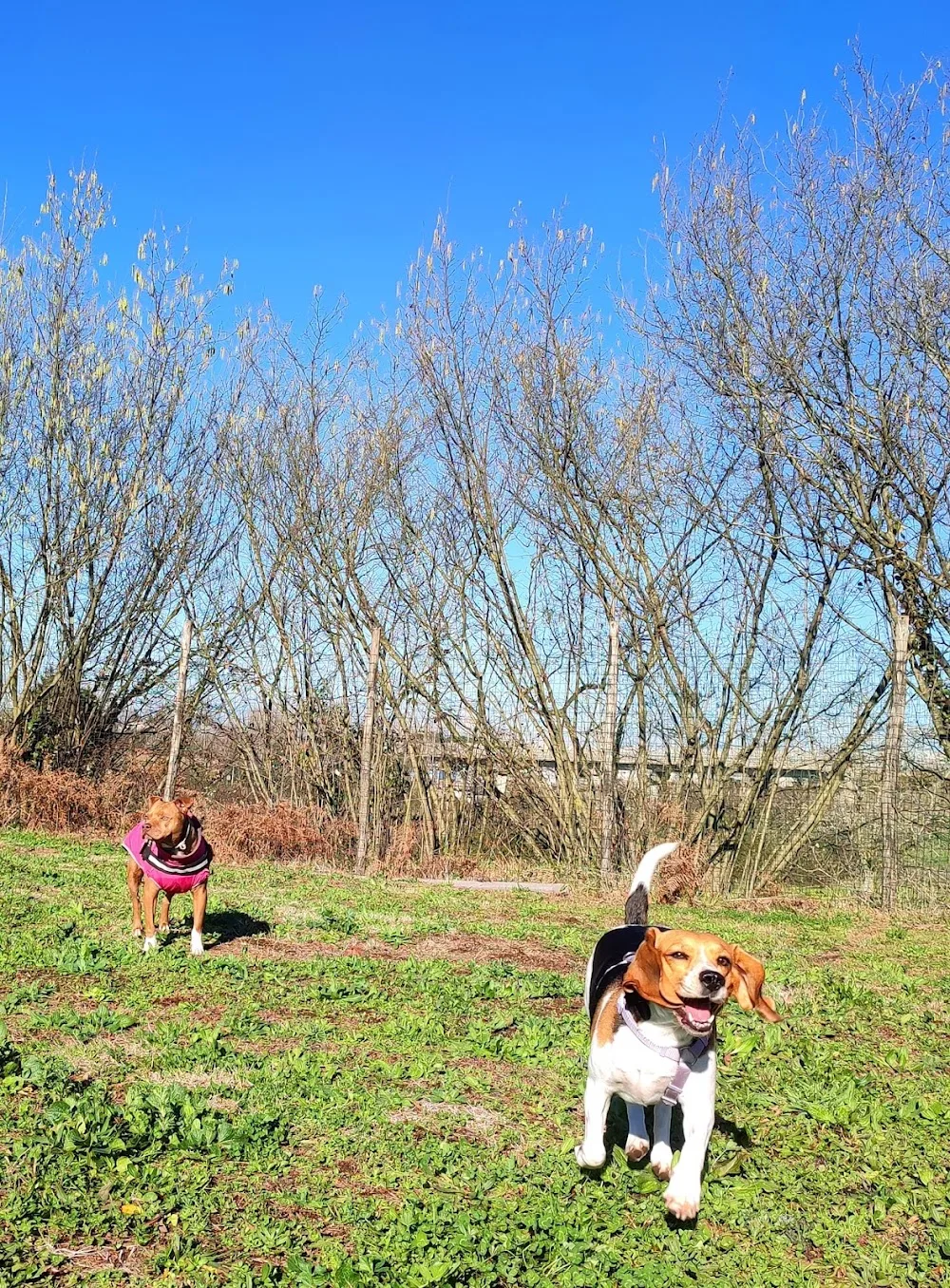 Gli amici di Carol - Centro cinofilo e pensione - Campania pet otel görseli 3