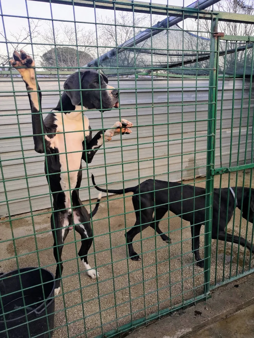 Il Collare D'Oro Pensione Cani E Gatti - Campania pet otel görseli 2