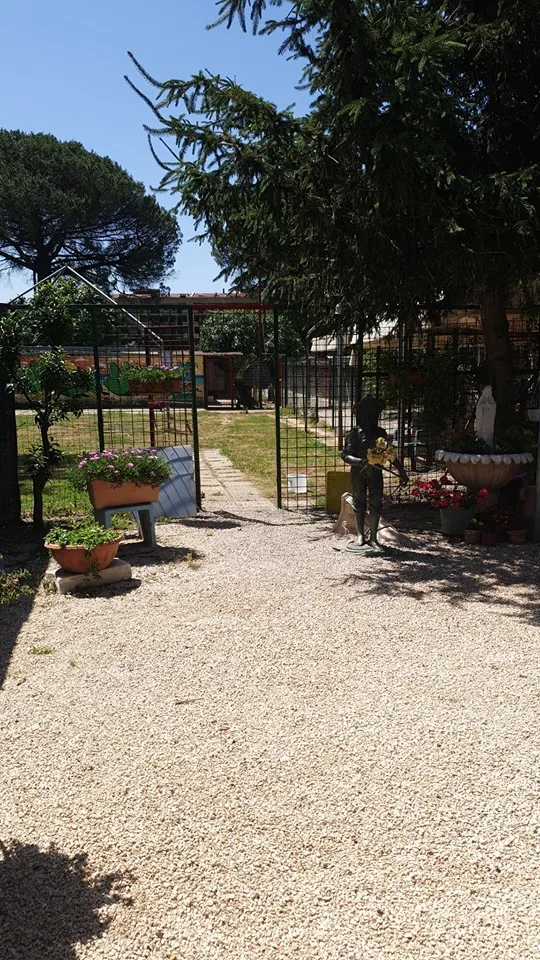 Il Collare D'Oro Pensione Cani E Gatti - Campania pet otel görseli 3