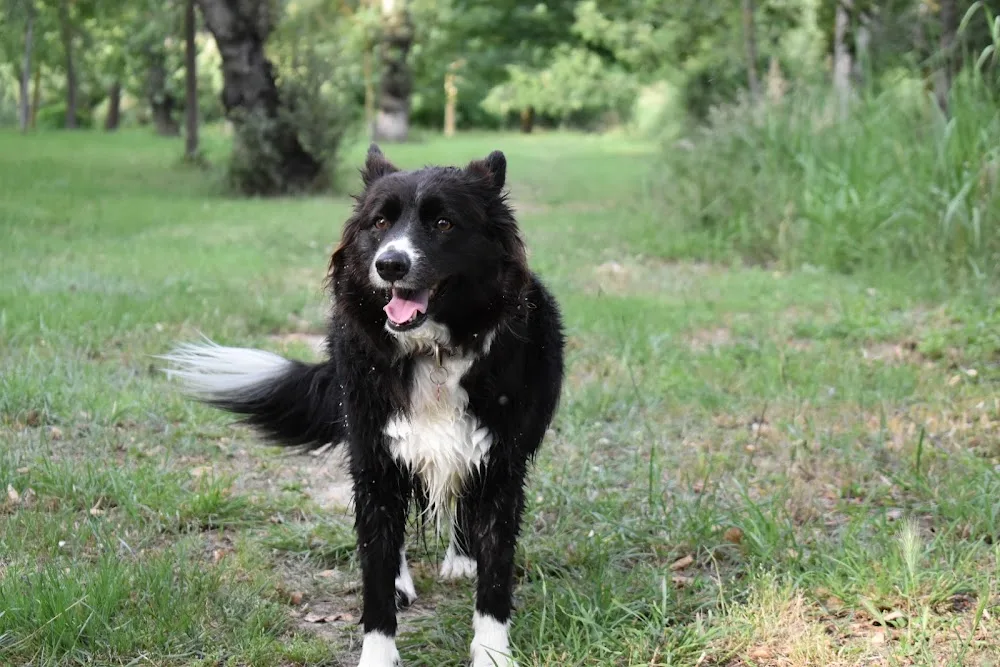 My Dog Village - Campania pet otel