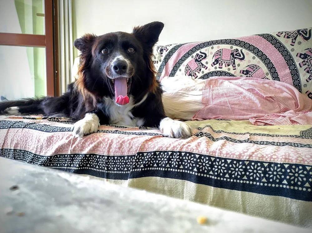 My Dog Village - Campania pet otel görseli 3