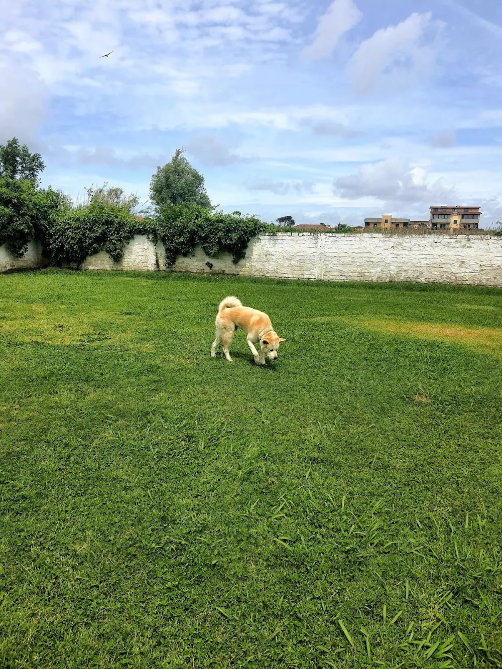 Pensione Cani e Gatti, Allevamento Chihuahua, Labrador,Pastore tedesco, Addestramento. - Campania pet otel