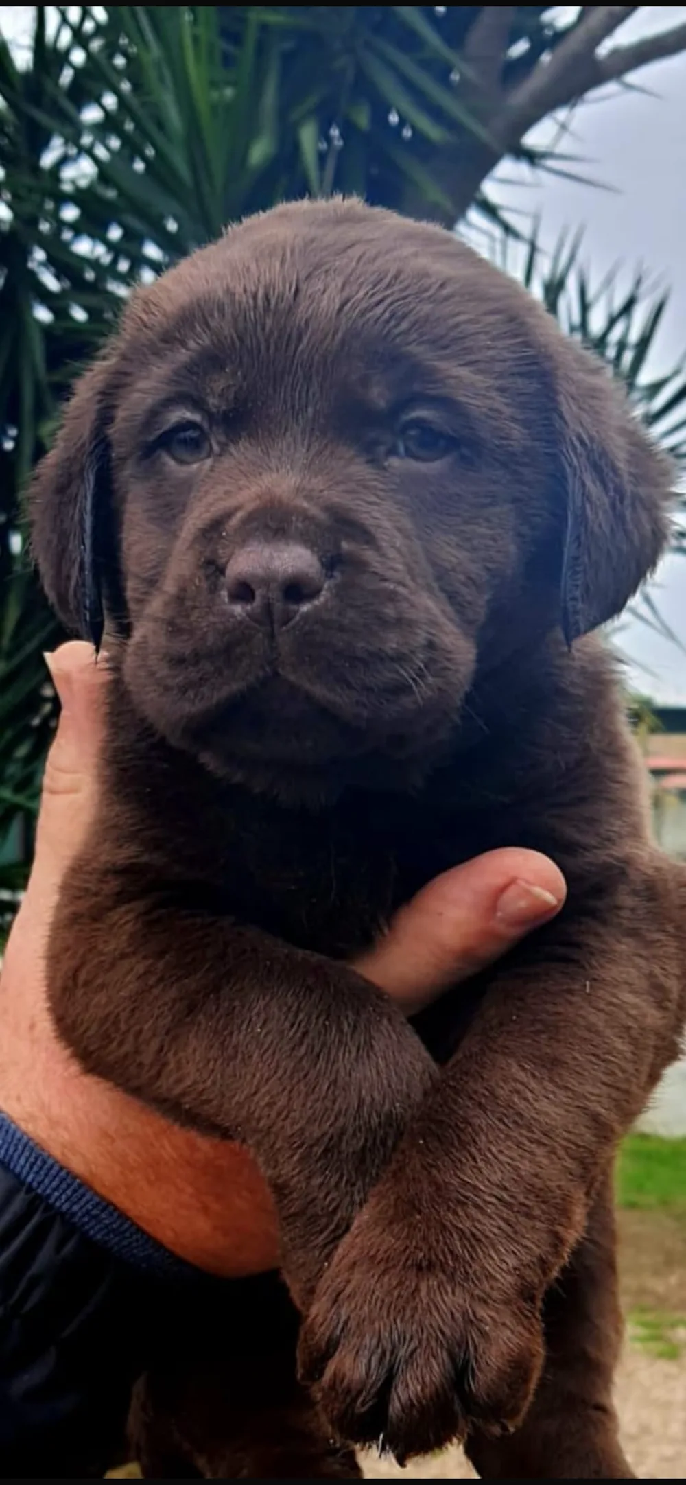 Pensione Cani e Gatti, Allevamento Chihuahua, Labrador,Pastore tedesco, Addestramento. - Campania pet otel görseli 3