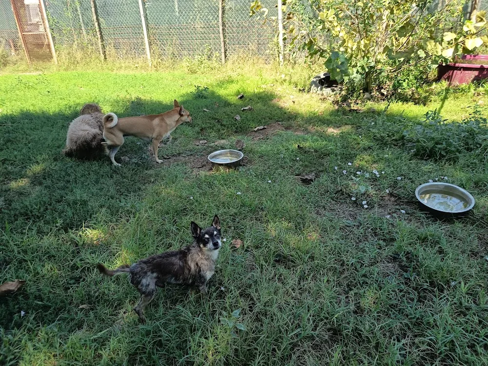 Pensione casalinga per cani-centro cinofilo-asilo-area cani"La vita in branco" - Campania pet otel görseli 2