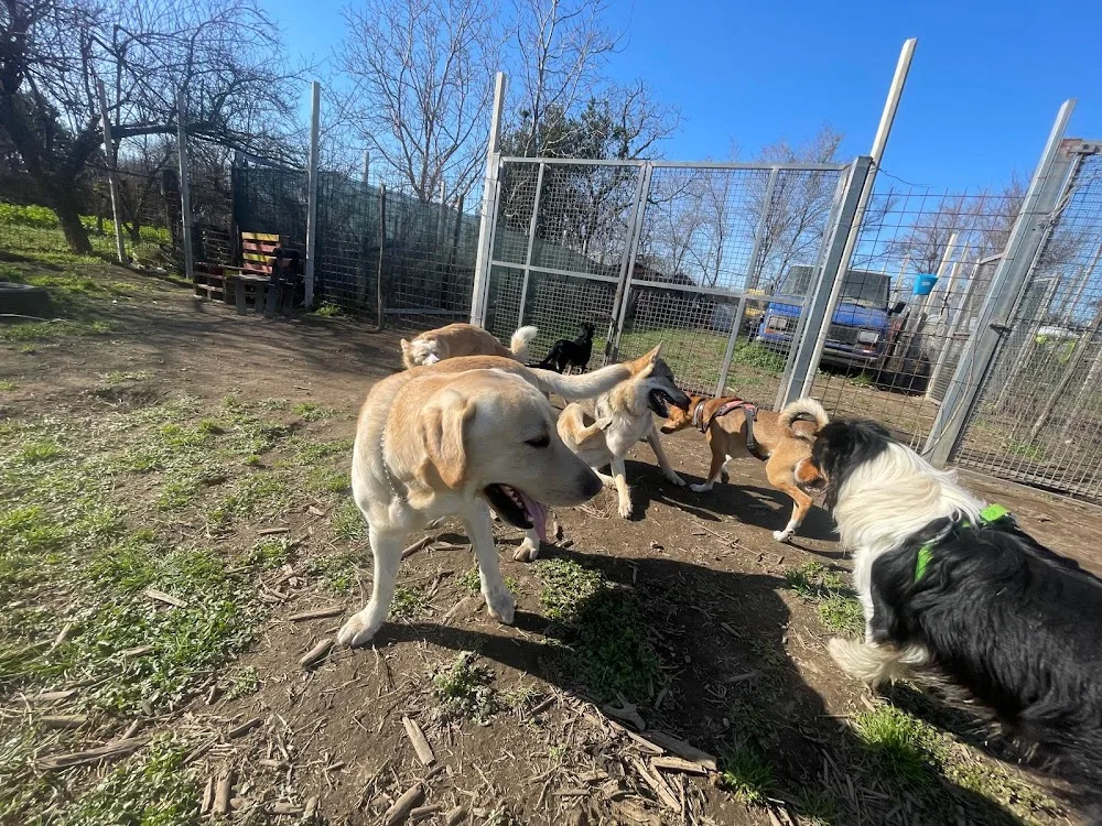 Pensione casalinga per cani-centro cinofilo-asilo-area cani"La vita in branco" - Campania pet otel görseli 3