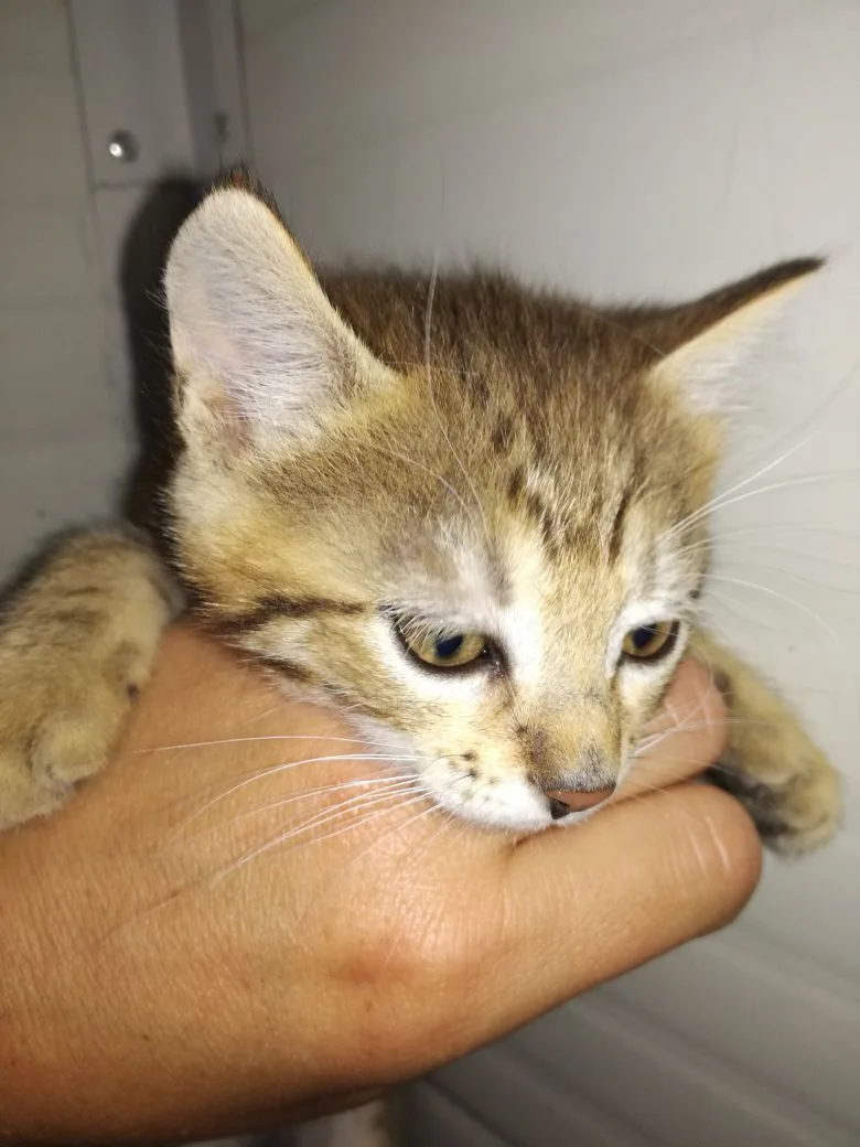 pensione per animali coracolo di coraggio ciro - Campania pet otel görseli 2