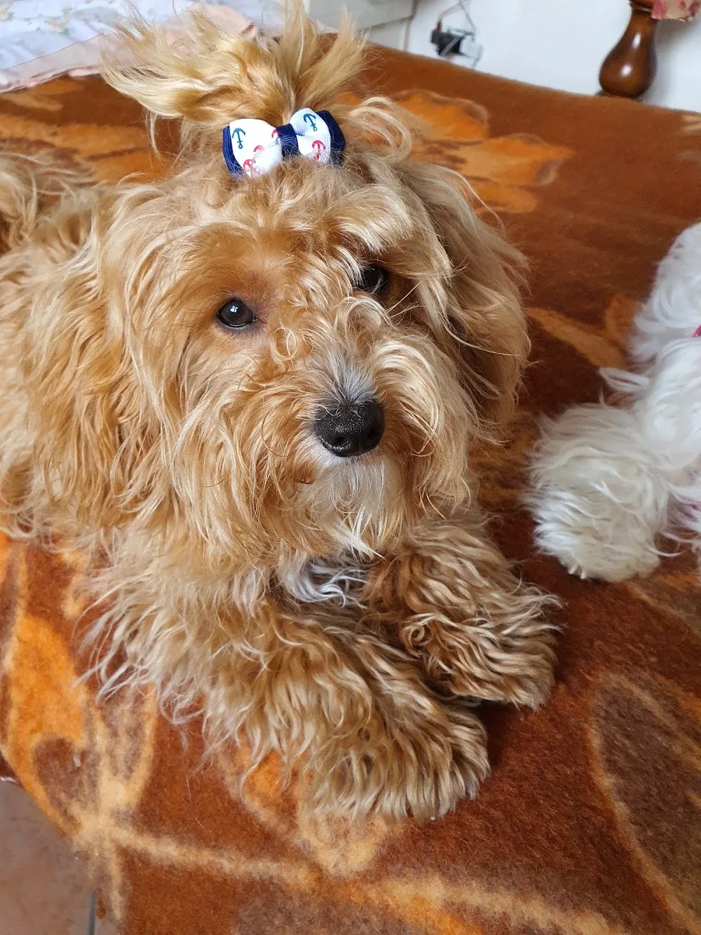 pensione per animali coracolo di coraggio ciro - Campania pet otel görseli 3