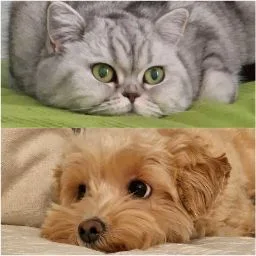 pensione per animali coracolo di coraggio ciro - Campania pet otel görseli 4