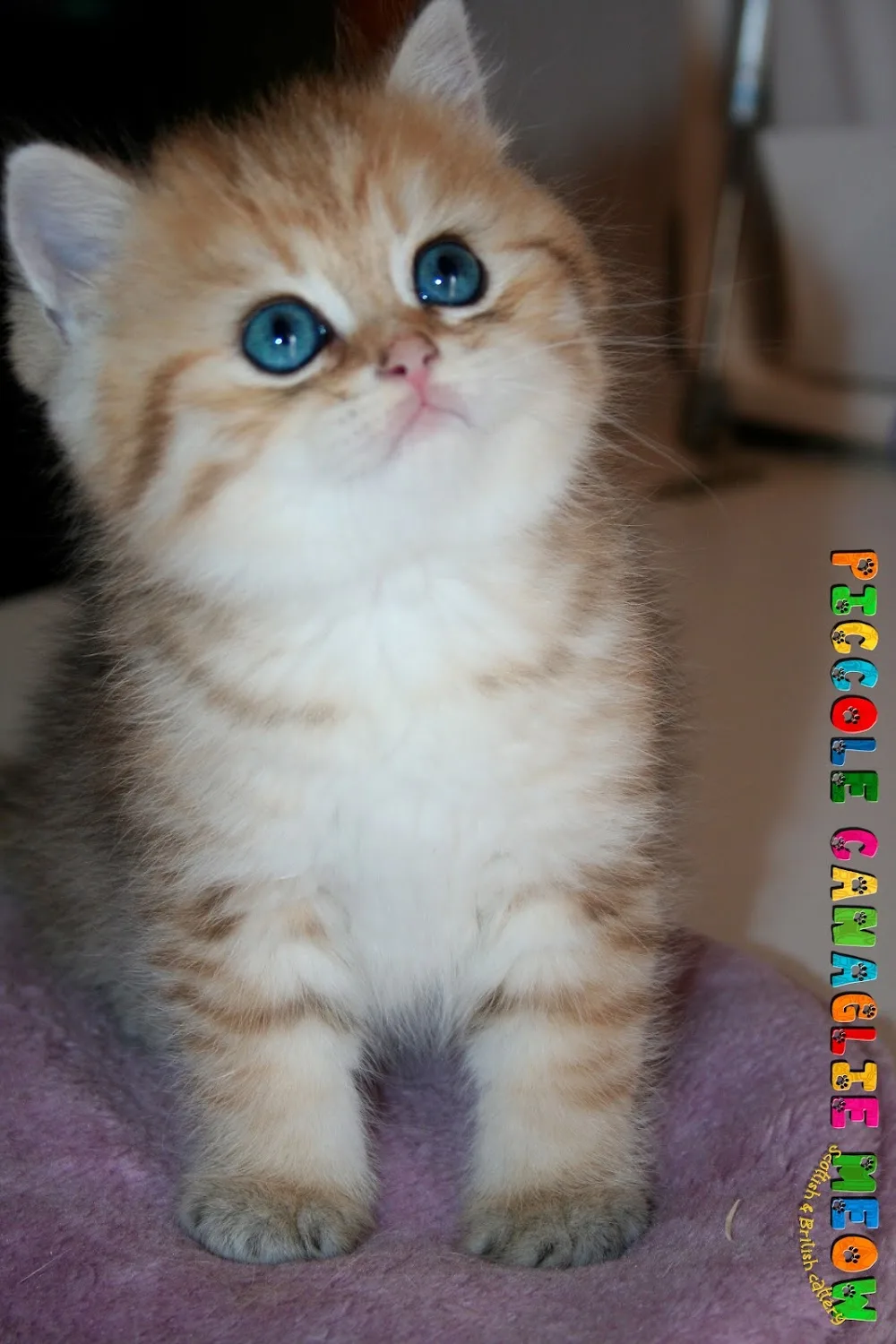 Piccole Canaglie Meow Cattery Allevamento amatoriale gatti Scottish e British - Campania pet otel görseli 2