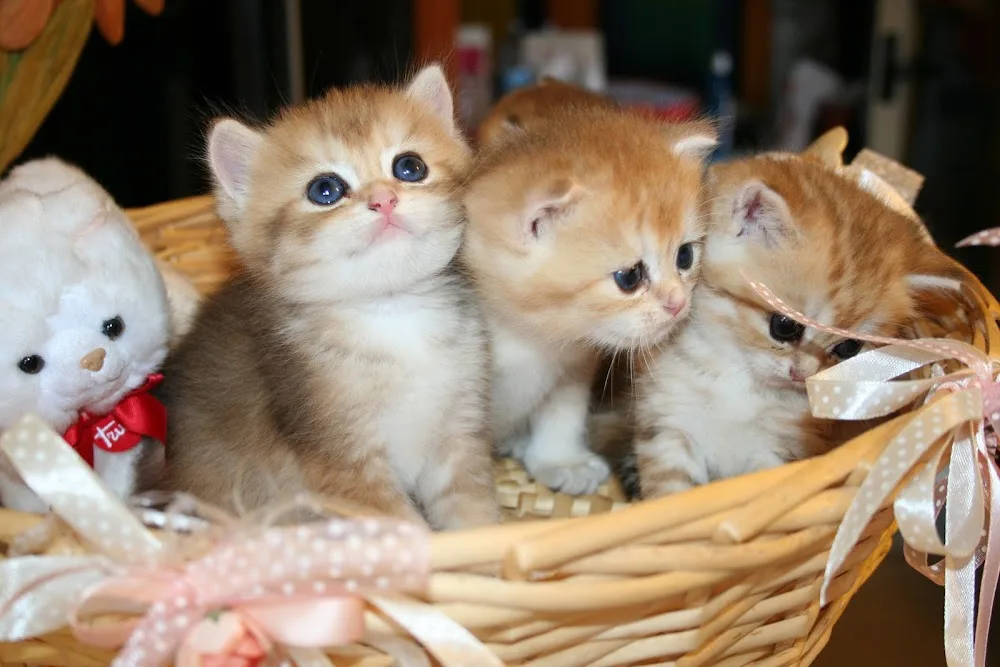 Piccole Canaglie Meow Cattery Allevamento amatoriale gatti Scottish e British - Campania pet otel görseli 3