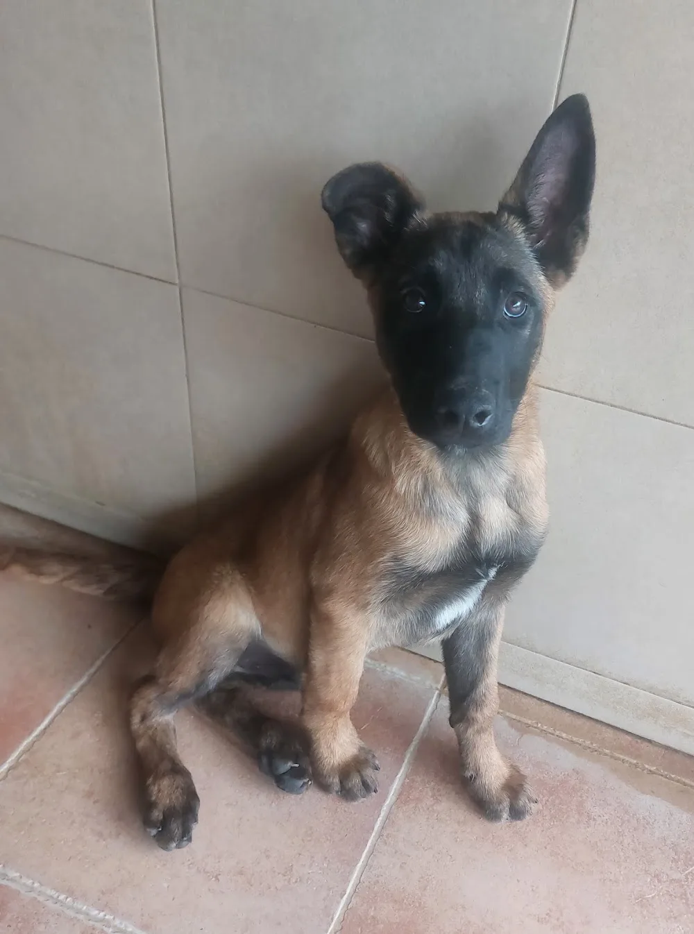 CENTRO ADDESTARMENTO E PENSIONE PER CANI - Campobasso pet otel görseli 3