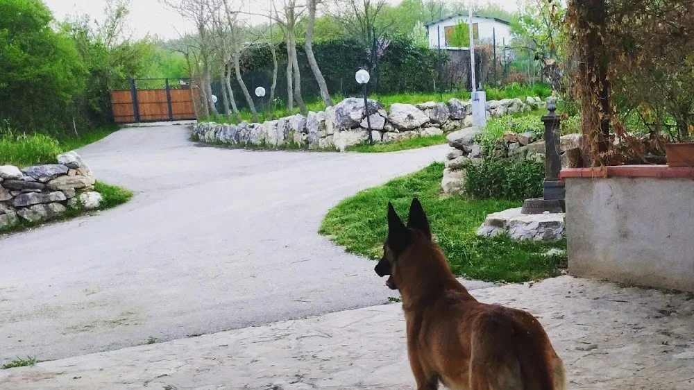 Pensione per cani Space Dog - Campobasso pet otel