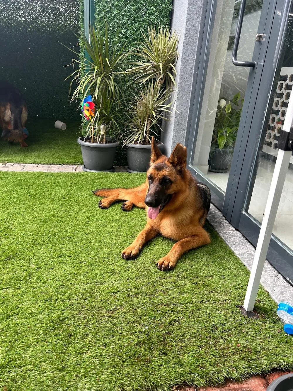 Can Dostum Pet Butik Otel - Sakarya pet otel görseli 2