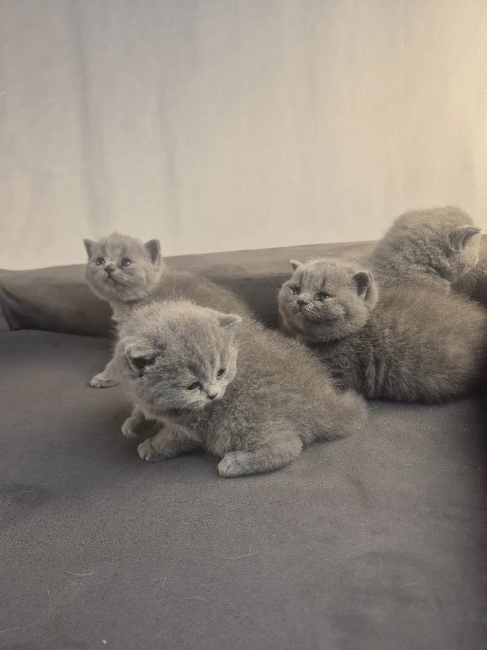 A Royal Britty cattery - Canada pet otel
