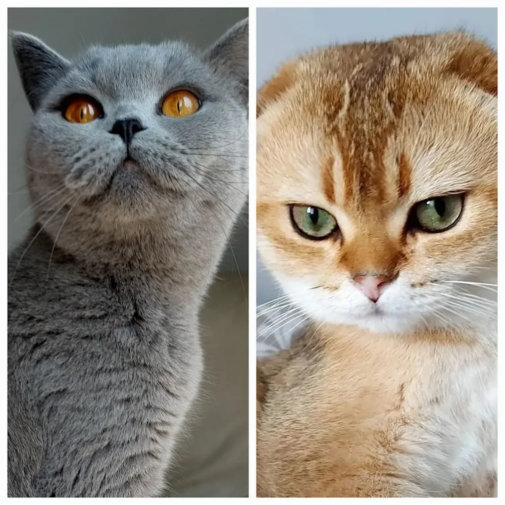 A Royal Britty cattery - Canada pet otel görseli 3