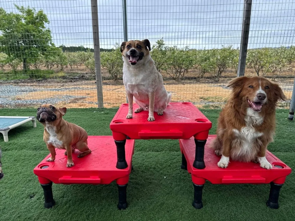 Country Paws Kennels - Canada pet otel