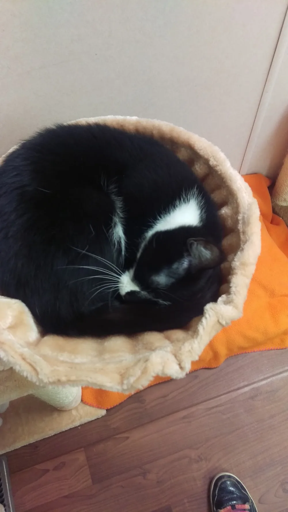 Cozy Kitty Accommodations Ltd. - Canada pet otel görseli 2