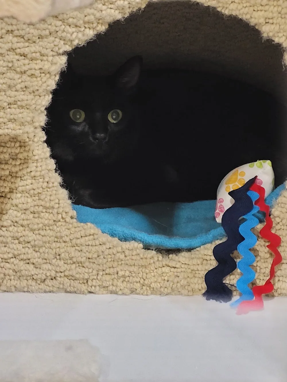 Cozy Kitty Accommodations Ltd. - Canada pet otel görseli 3