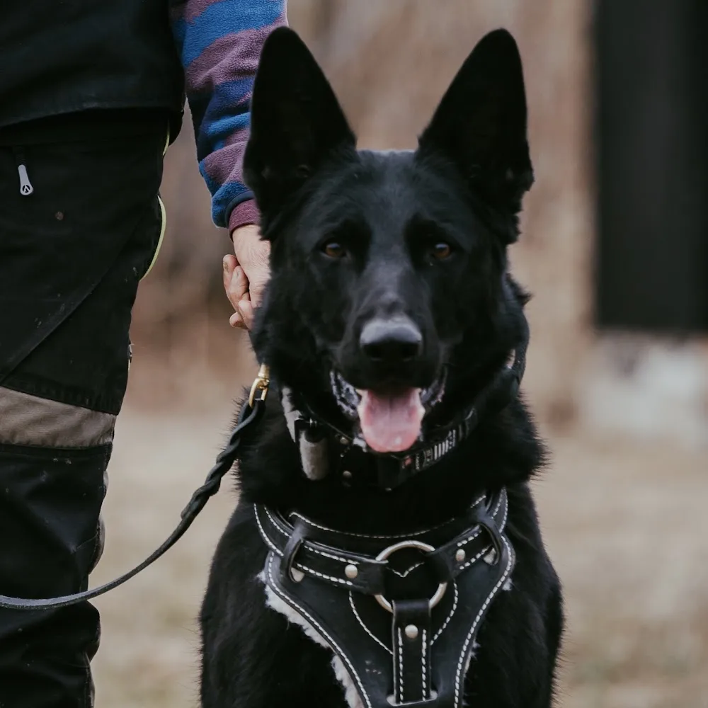 Kadence K9/Dog Digs - Canada pet otel görseli 2