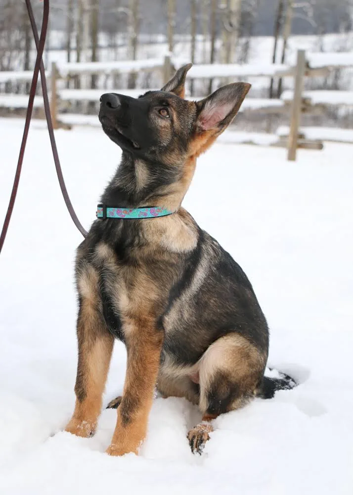 Kadence K9/Dog Digs - Canada pet otel görseli 3
