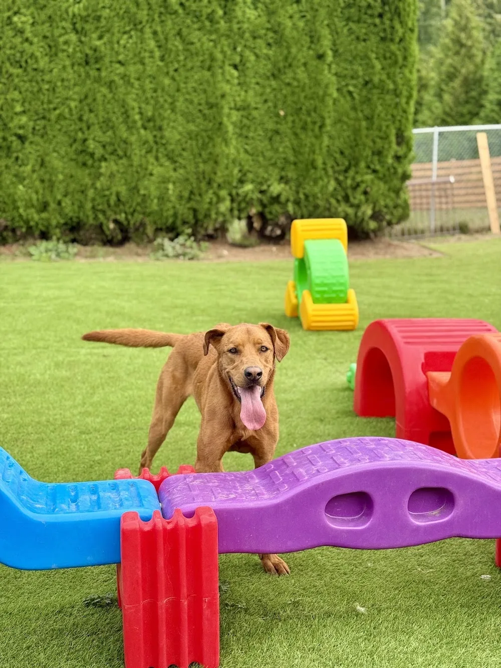 Puppup Dog Kennel - Canada pet otel görseli 3