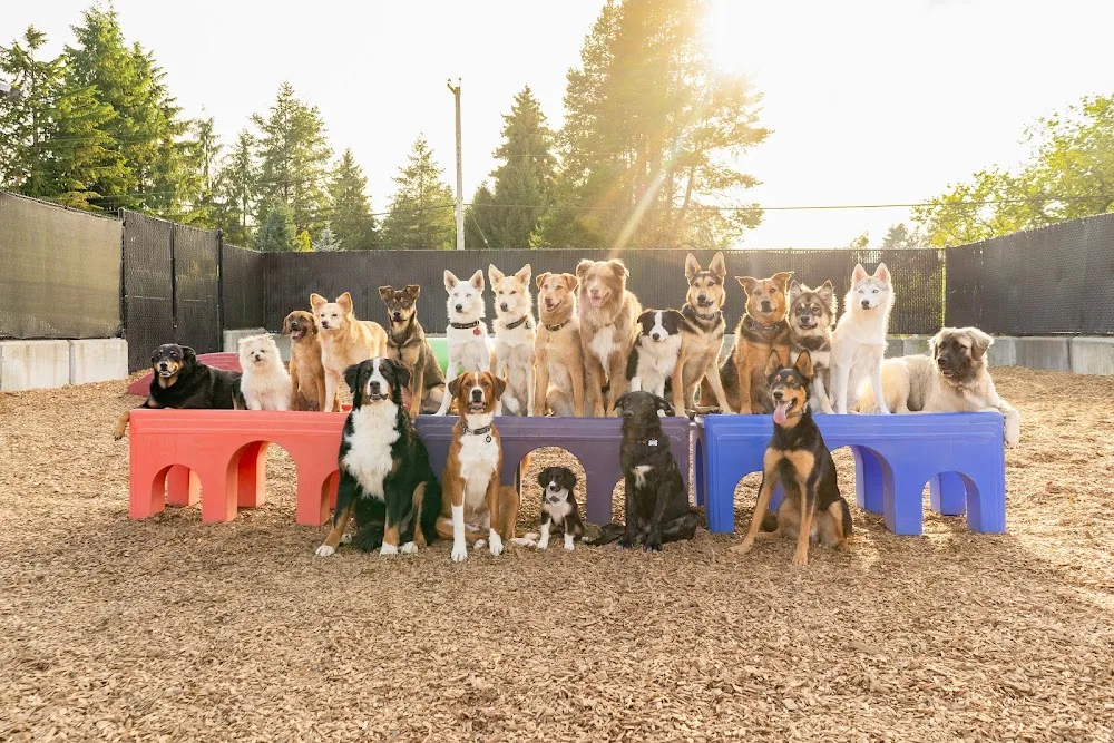 The Dog Patch - Canada pet otel görseli 2